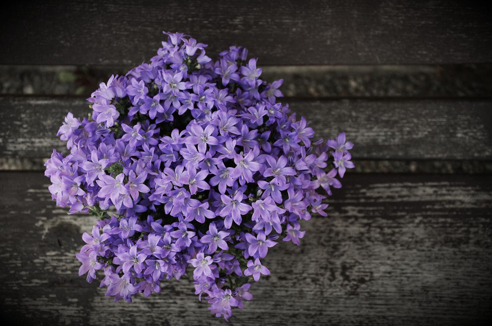 Обои цветок растение фиолетовый на рабочий стол