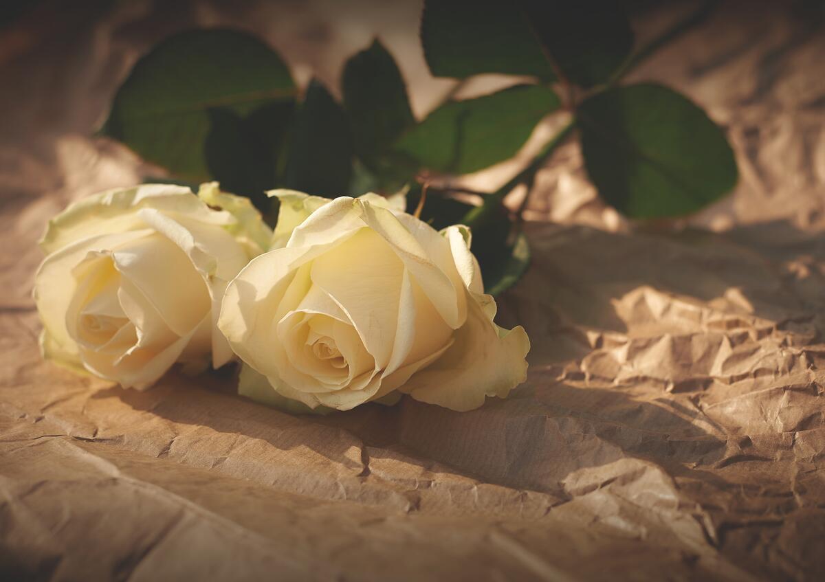 Две белых розы