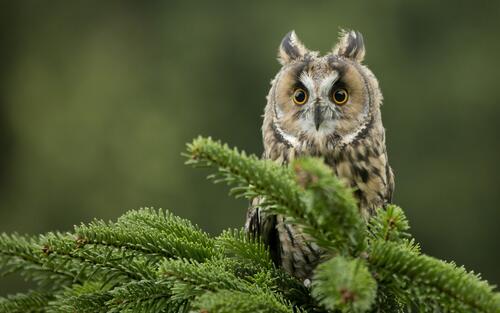 A surprised owl sits on a spruce branch