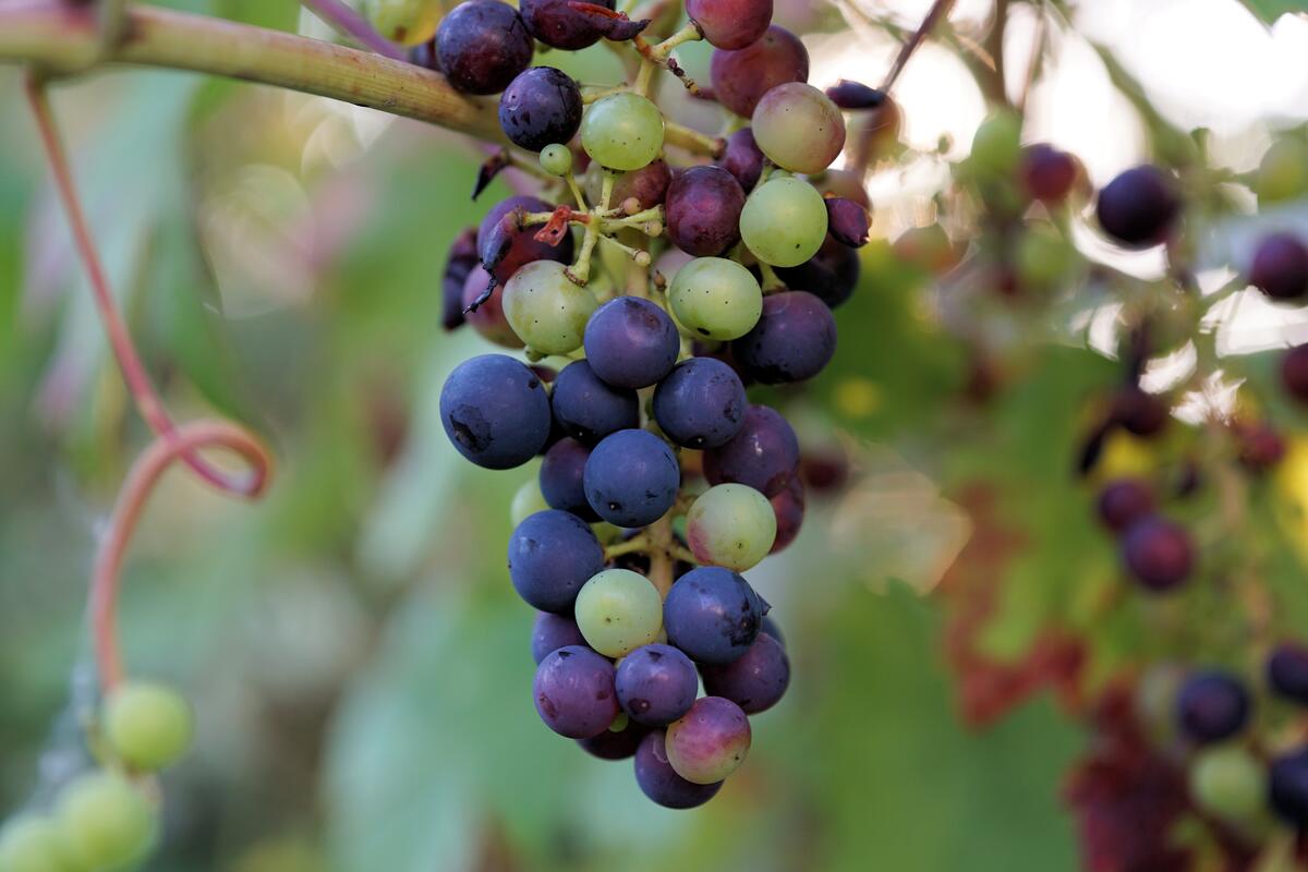A sprig with grapes