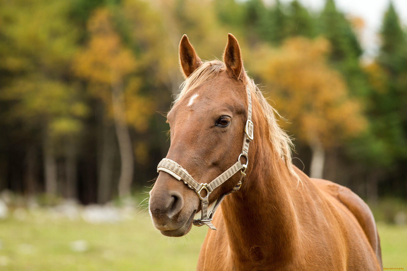 Free photo Portrait of a horse with a white mane