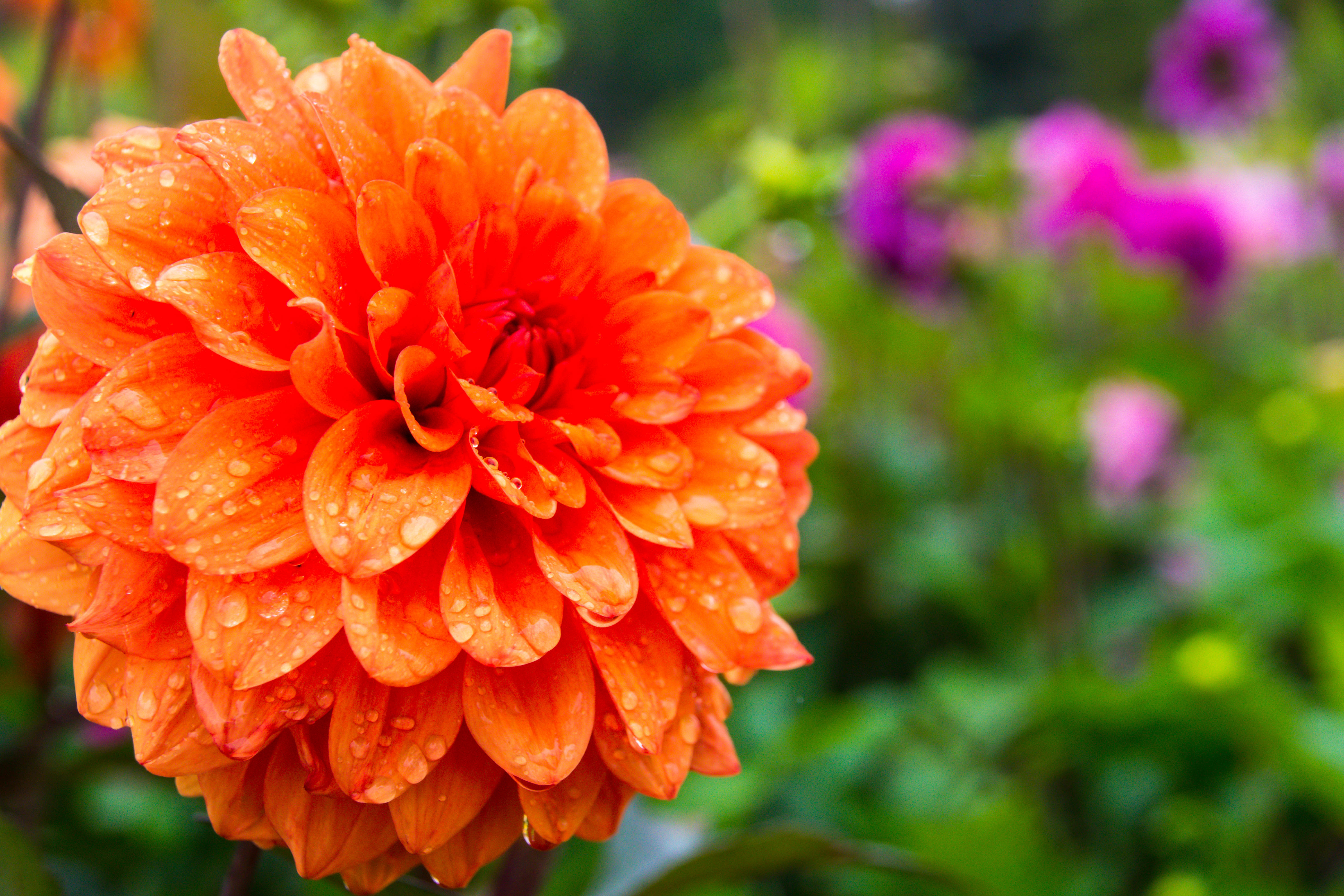 免费照片橙色大丽花，花瓣上有水珠