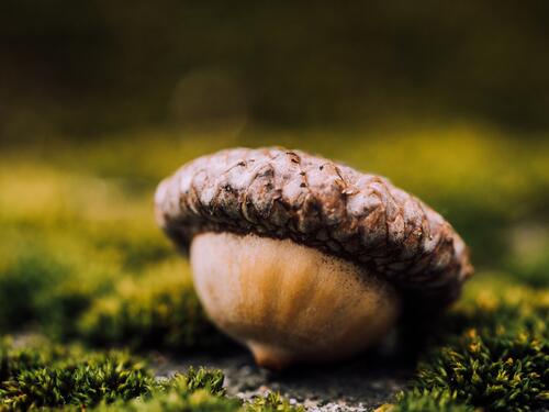 The acorn fell on the green mosses