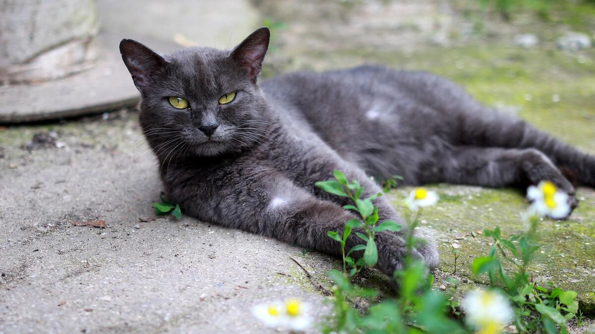 Серый кот лежит на камнях