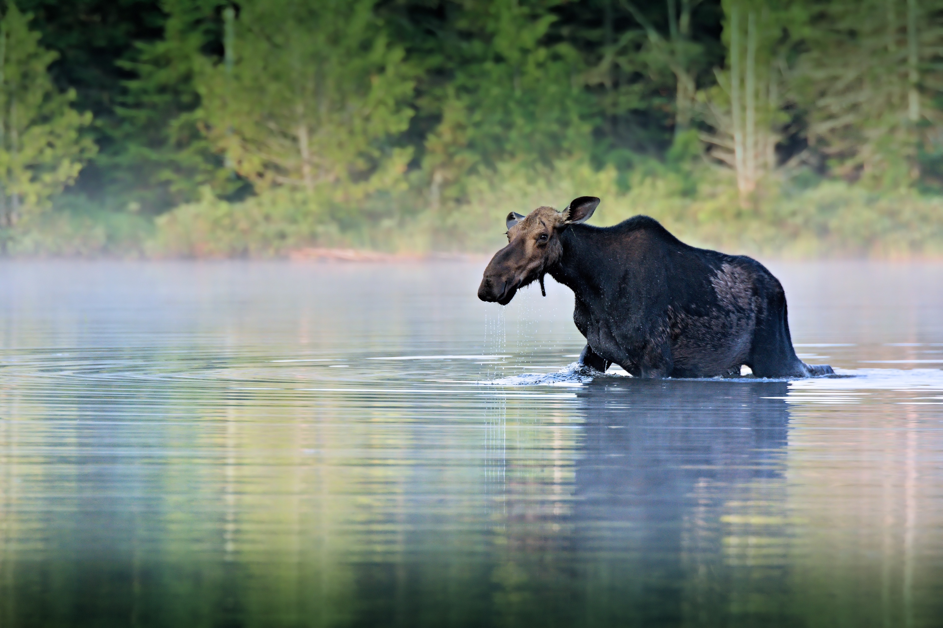 A moose walks through a water ford