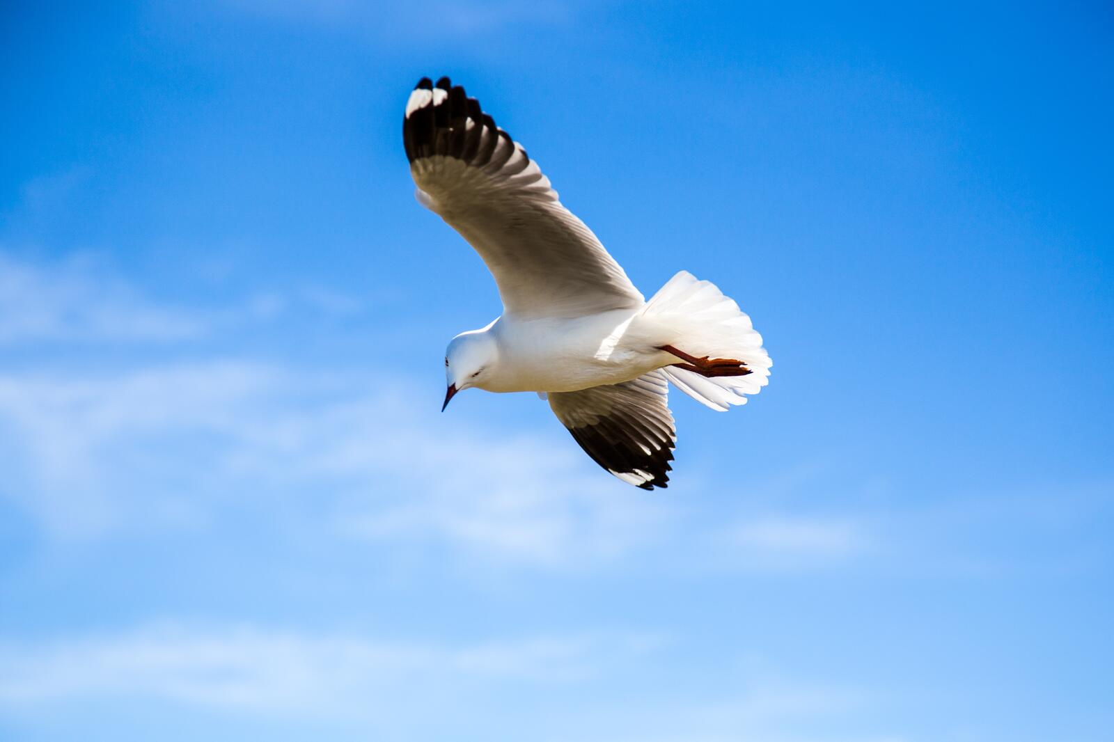 Free photo The seagull flies with wings spread