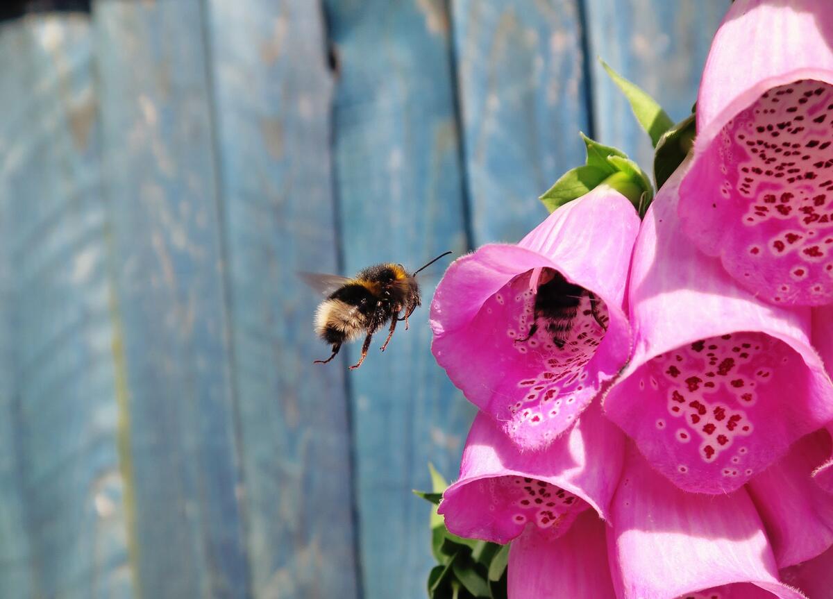 A bumblebee collects nectar from a soda flower