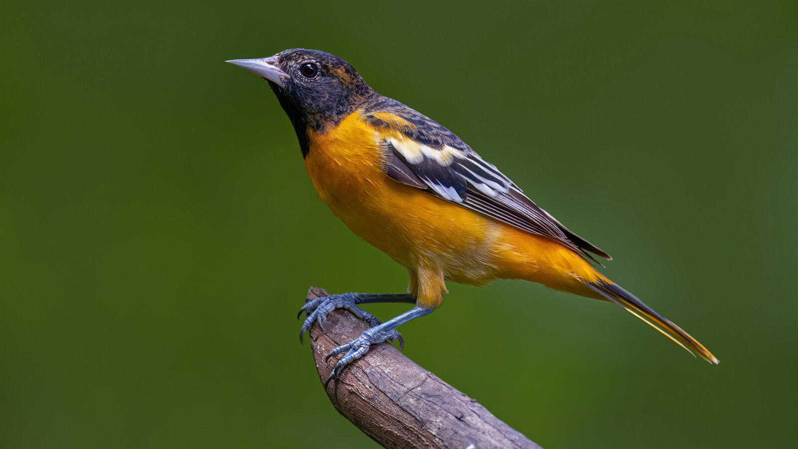 Free photo A Baltimore Oriole bird sits on a branch
