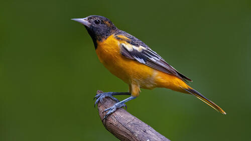 A Baltimore Oriole bird sits on a branch