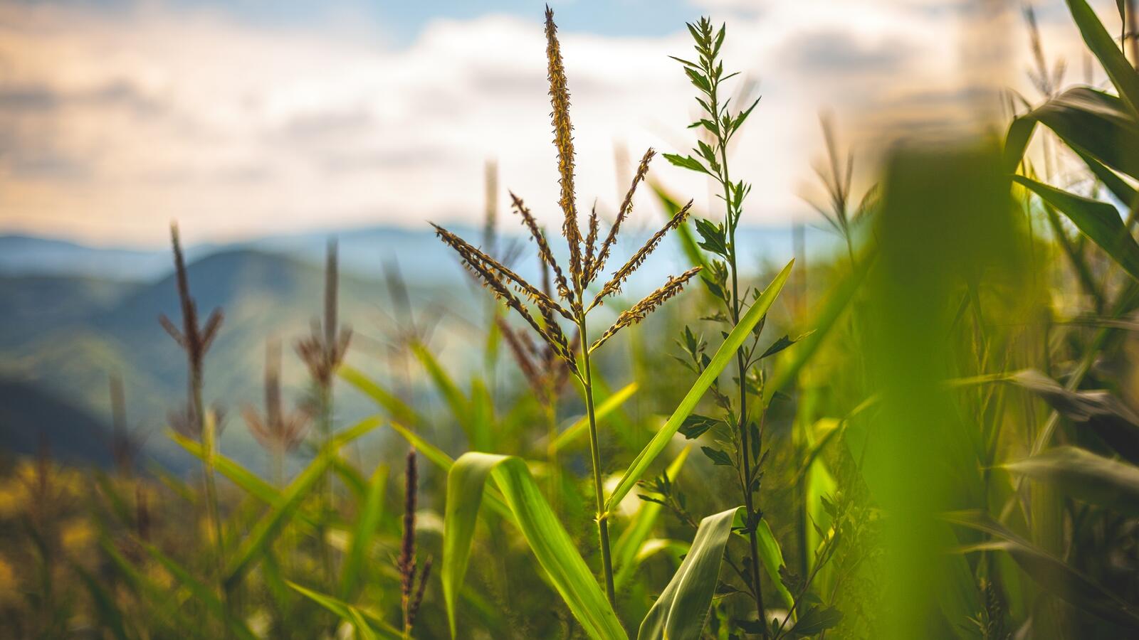 Free photo Grass in a cornfield