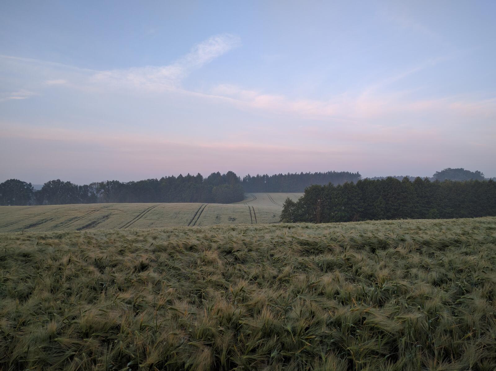 Бесплатное фото Большое поле с зеленой травой в пасмурную погоду