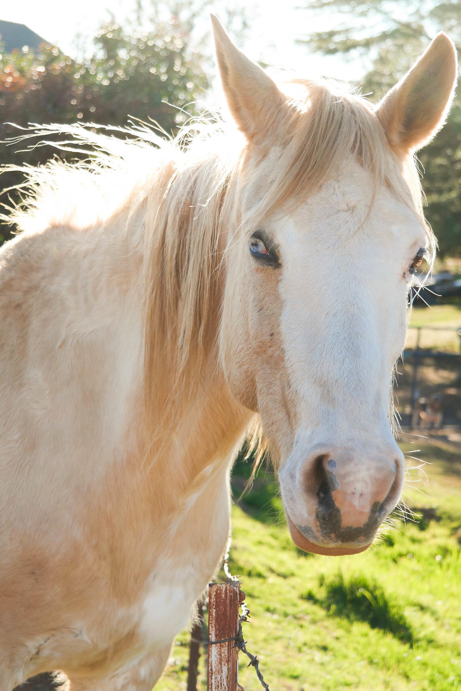 Бесплатное фото Портрет светлой лошади