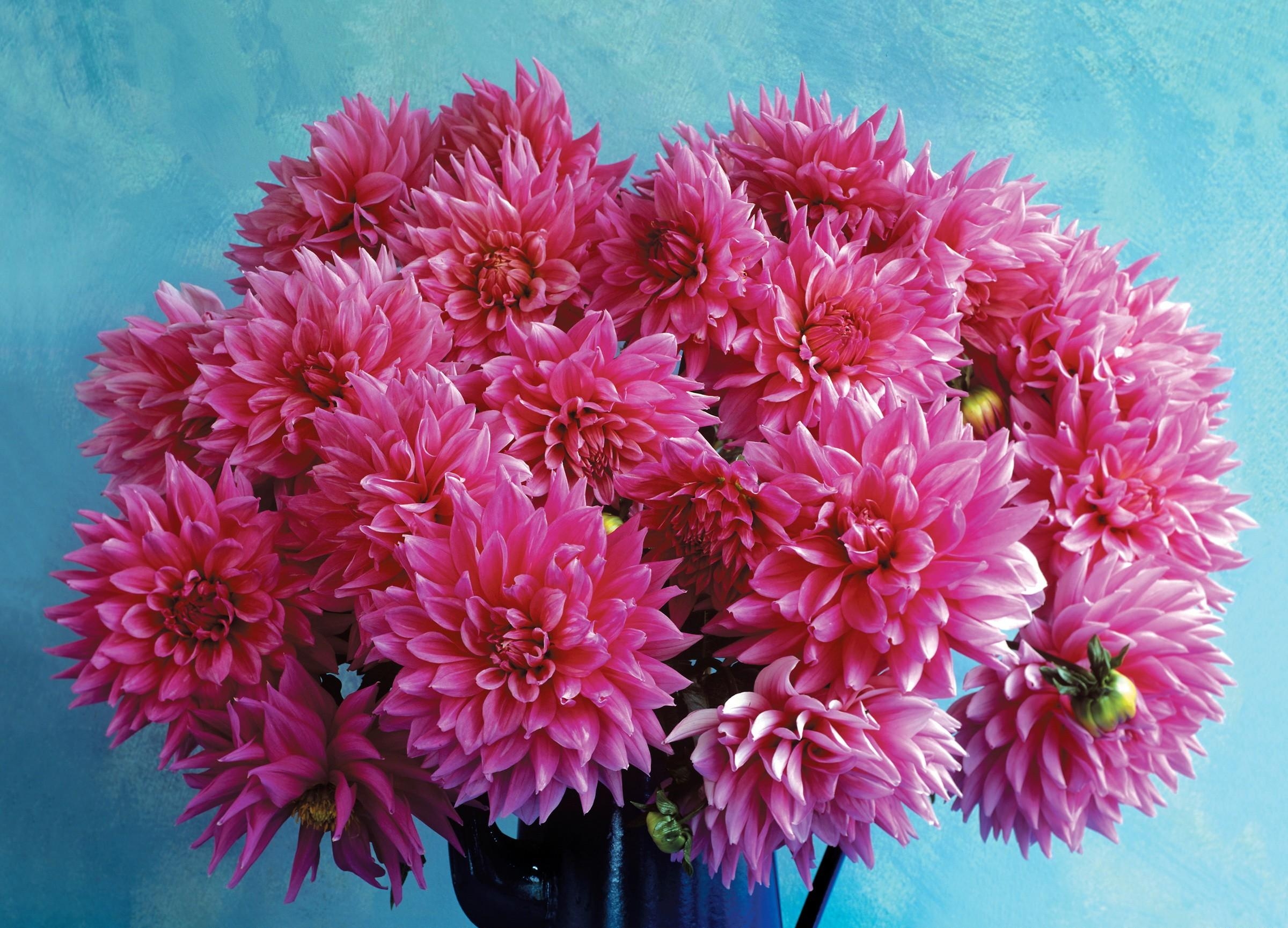 Free photo Bouquet of pink dahlias