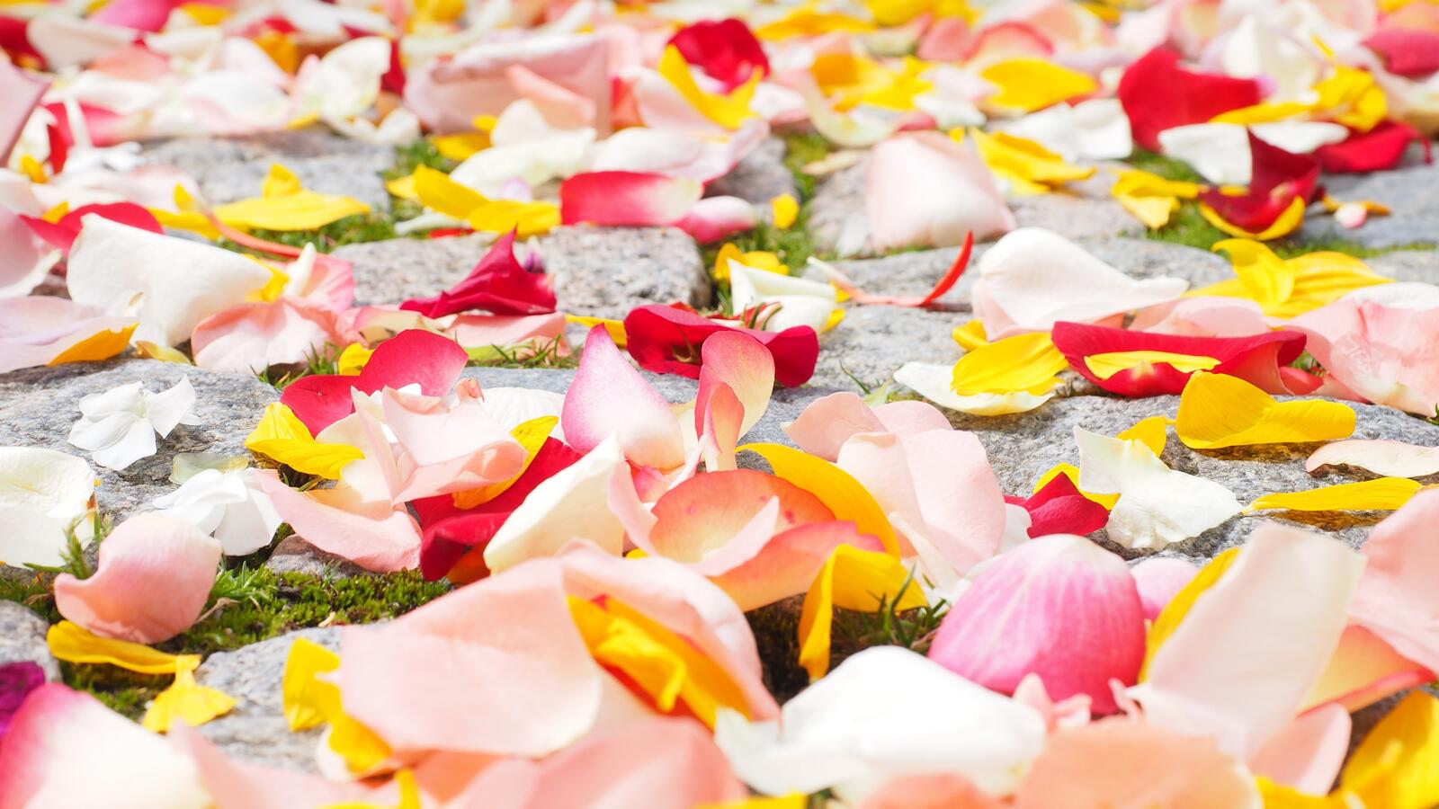 免费照片彩色的玫瑰花瓣散落在道路两旁。