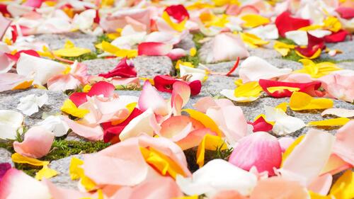Colored rose petals scattered along the road.