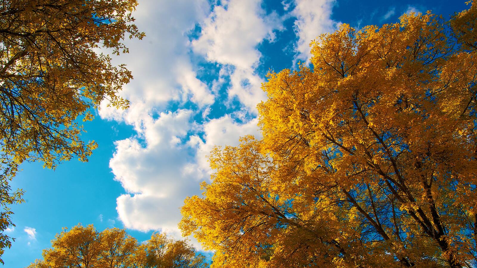 Бесплатное фото Вид на небо через желтые осенние листочки