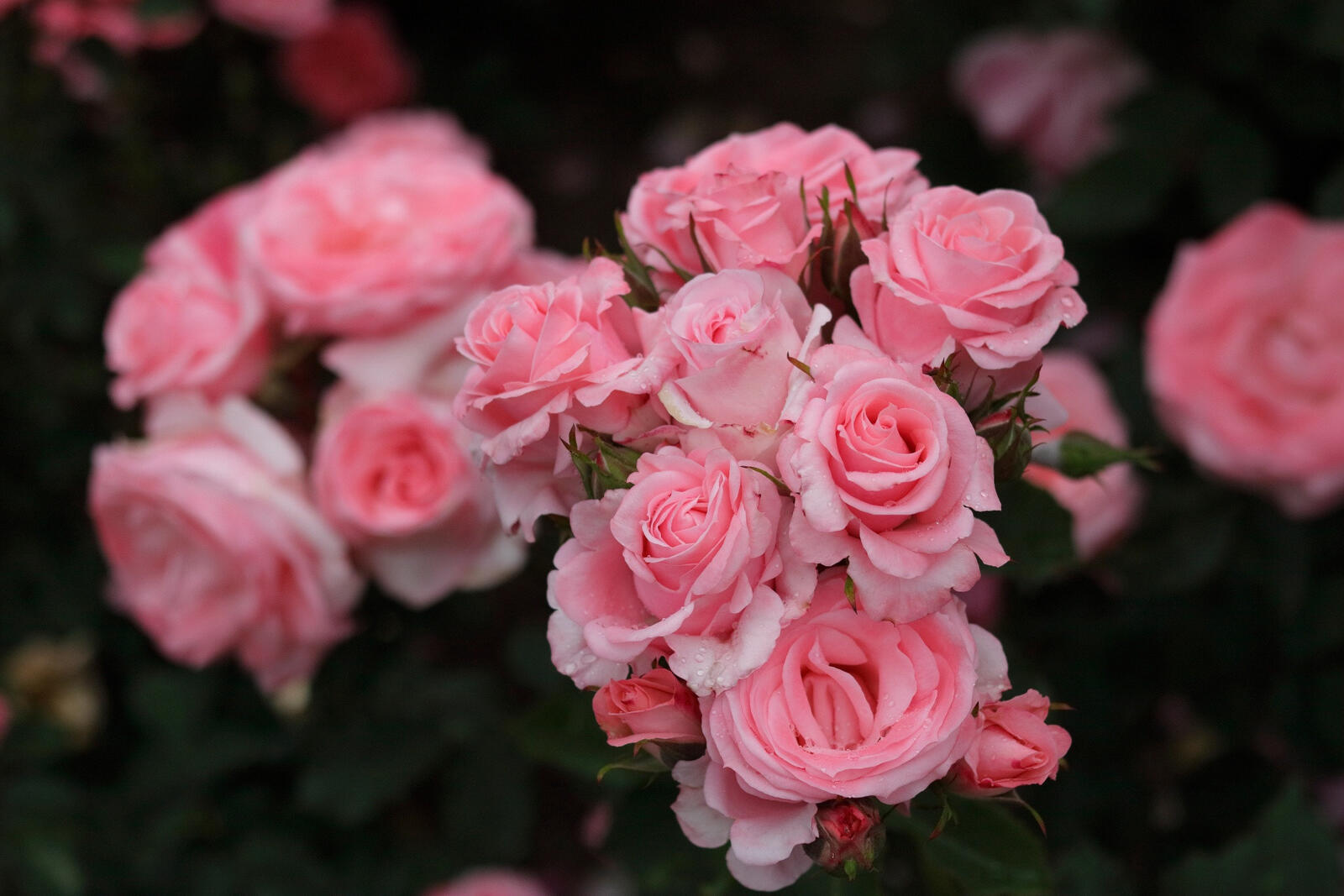Бесплатное фото Много розовых роз