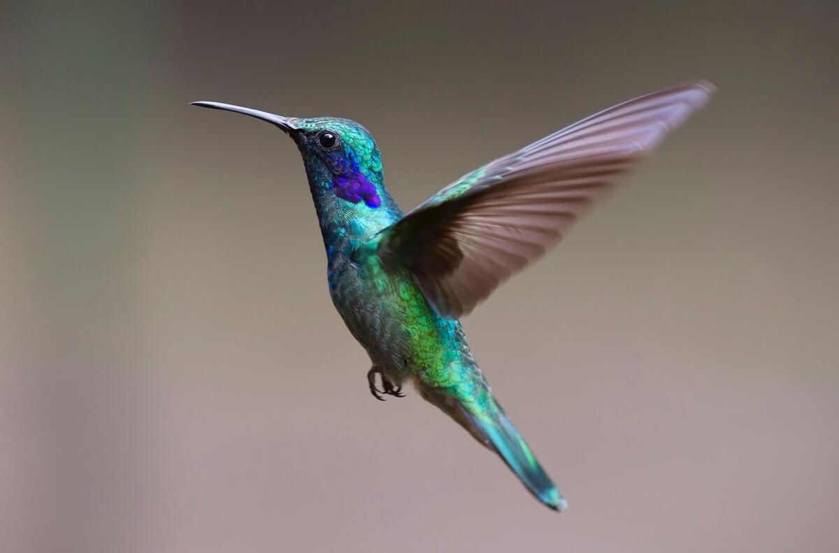 Цветная колибри
