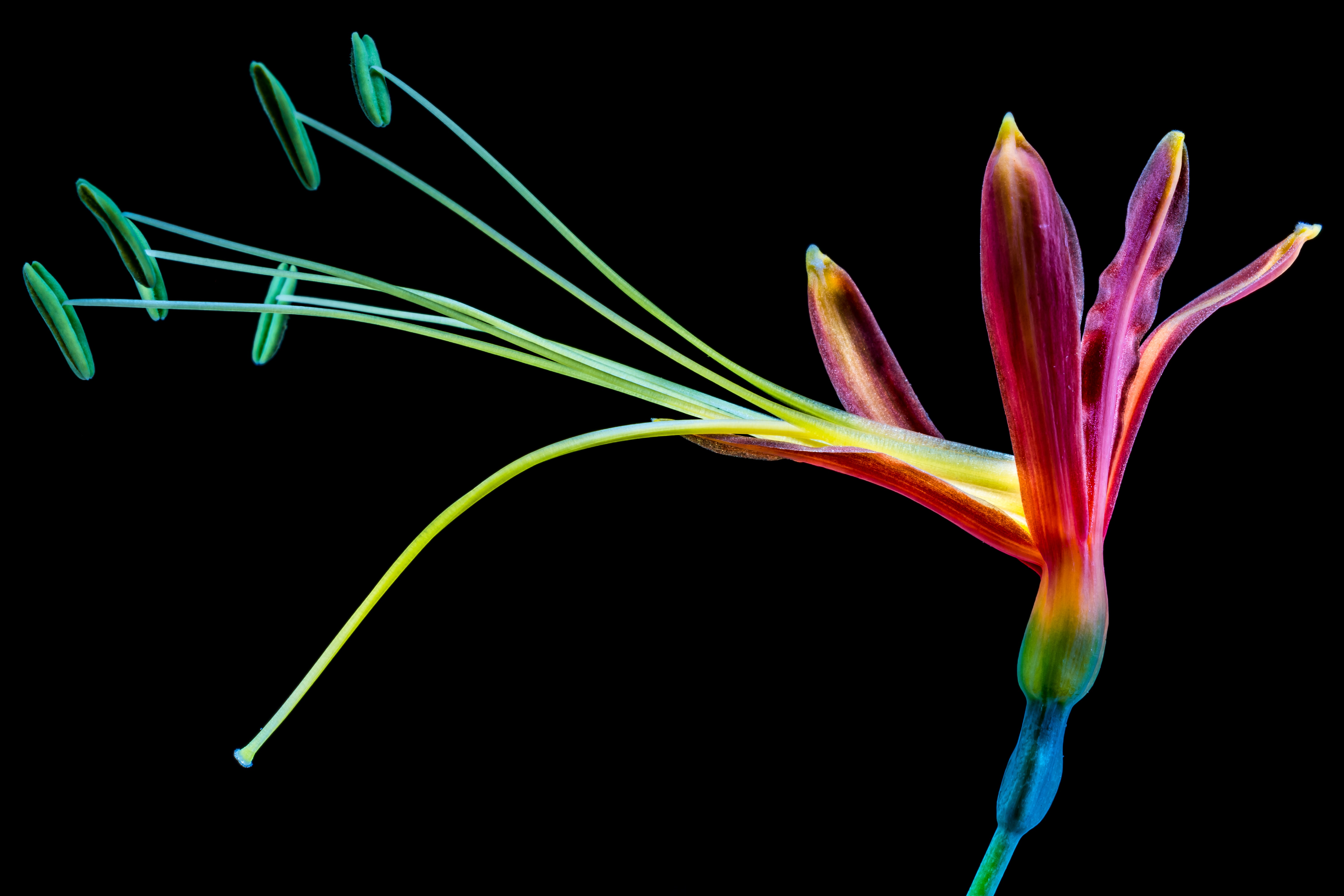 Бесплатное фото Необычный радужный цветок
