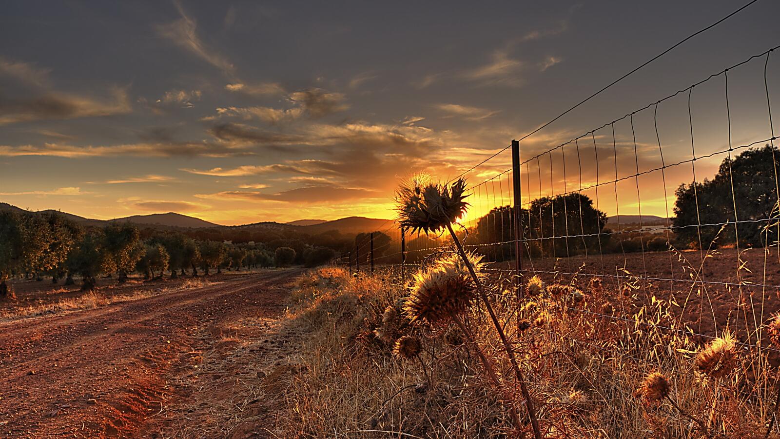 Бесплатное фото Классная вечерняя картинка с сухой травой у дороги