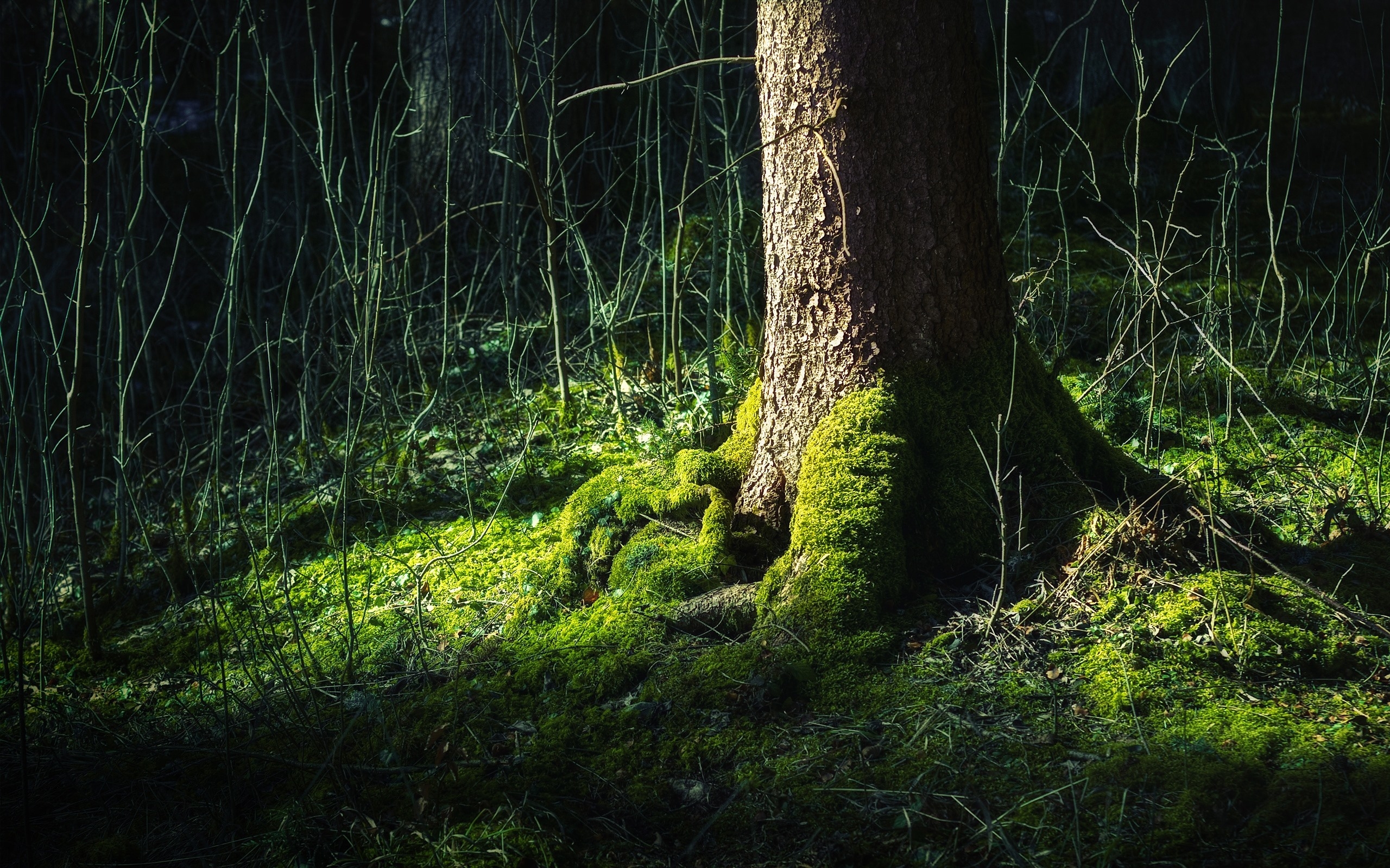 The roots of the tree are covered with green moss
