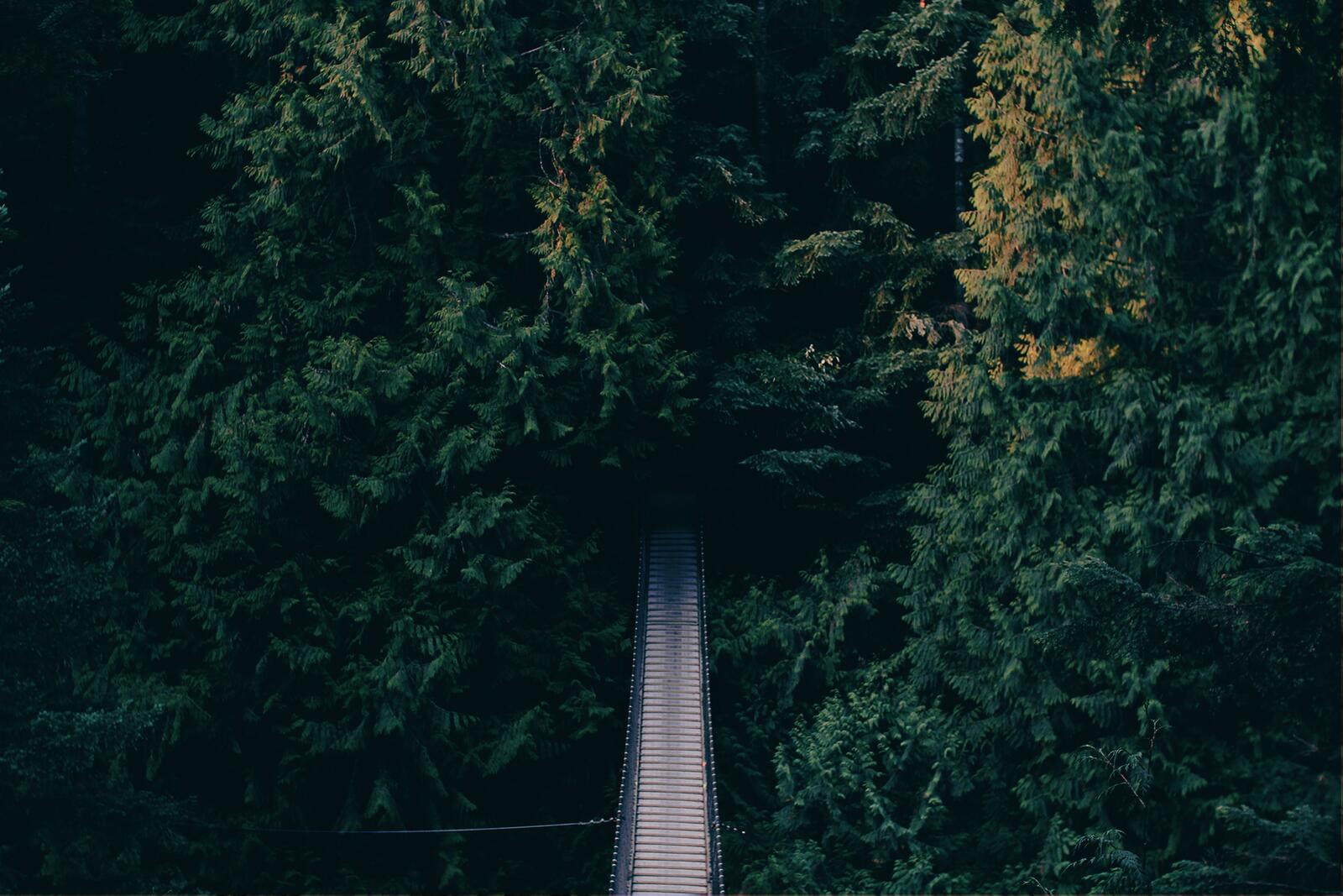 Бесплатное фото Подвесной мост в джунглях