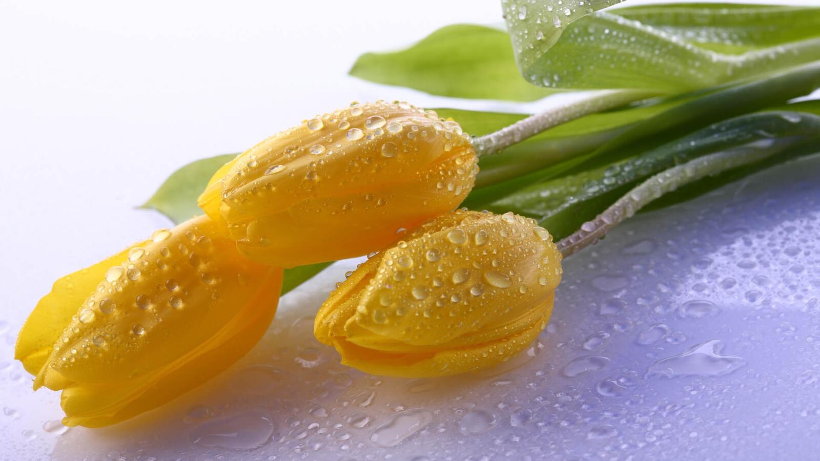 Бесплатное фото Обои с желтыми тюльпанами и каплями воды