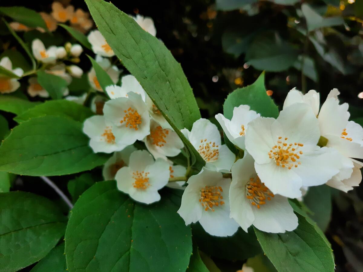 Белые цветы цветущей яблони