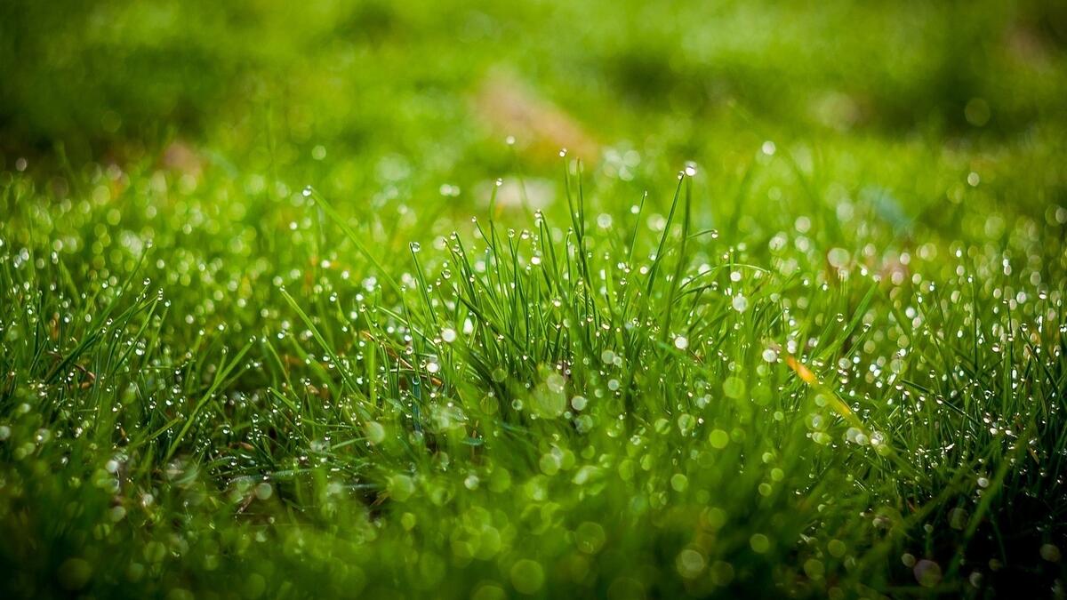Зеленая трава в росе