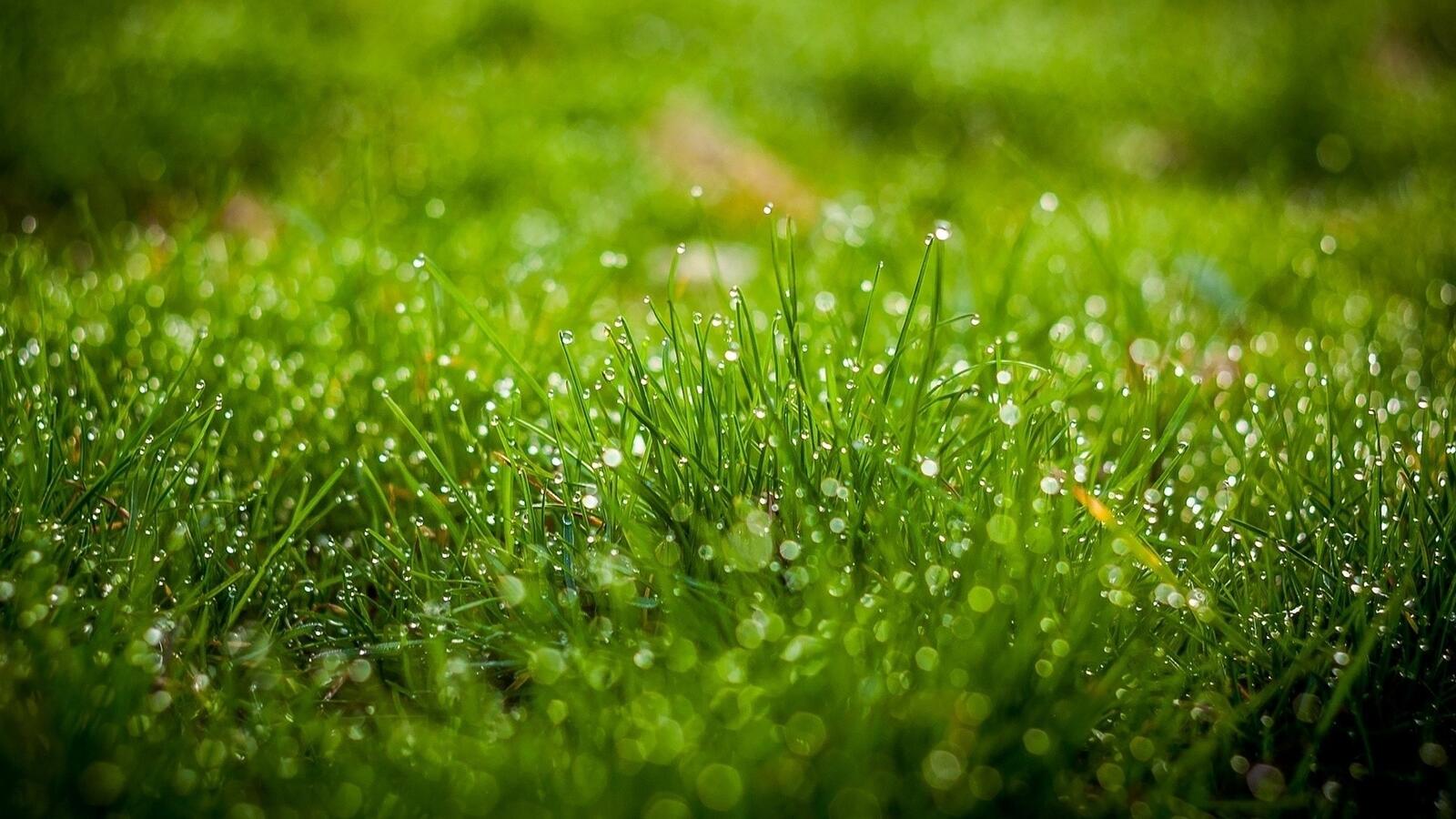 Free photo Green grass in the dew