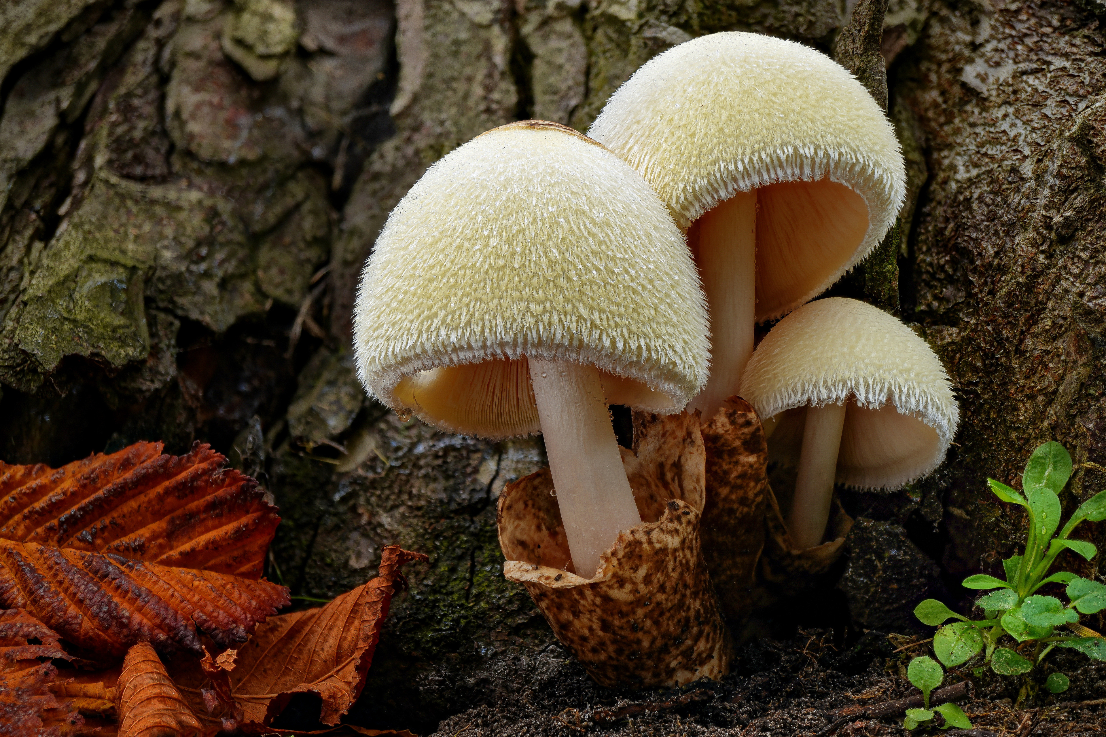 Обои гриб природа лес на рабочий стол