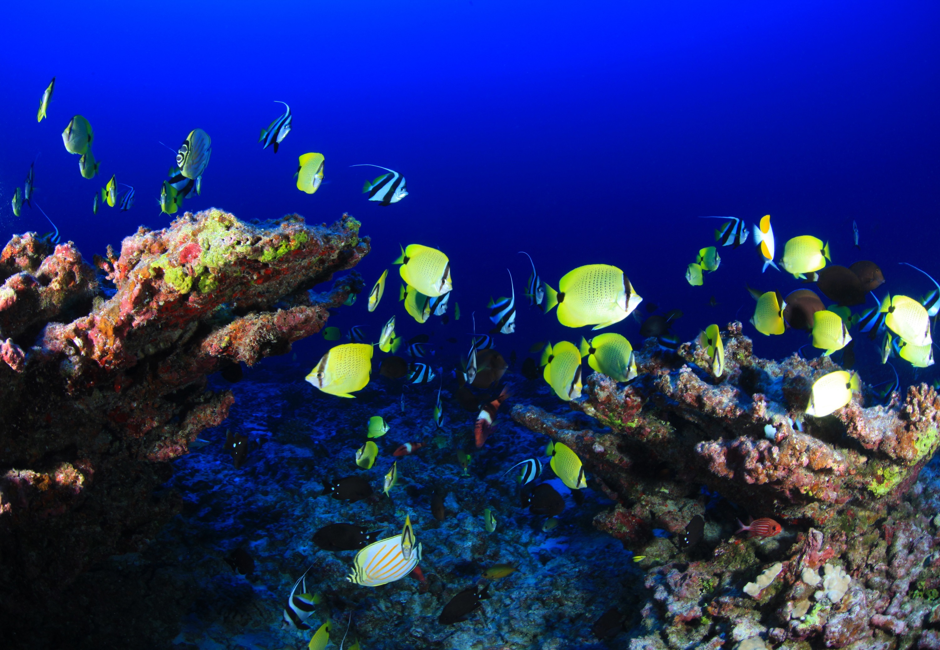 Желтые морские рыбки плавают у кораллового рифа