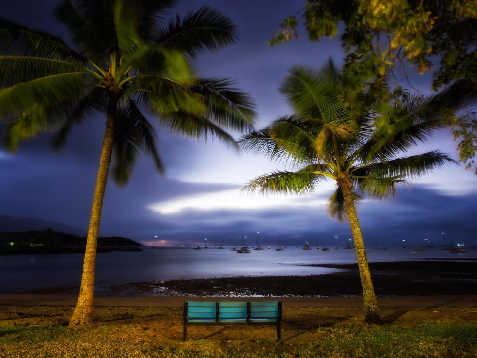 免费照片棕榈树下的长椅，俯瞰大海