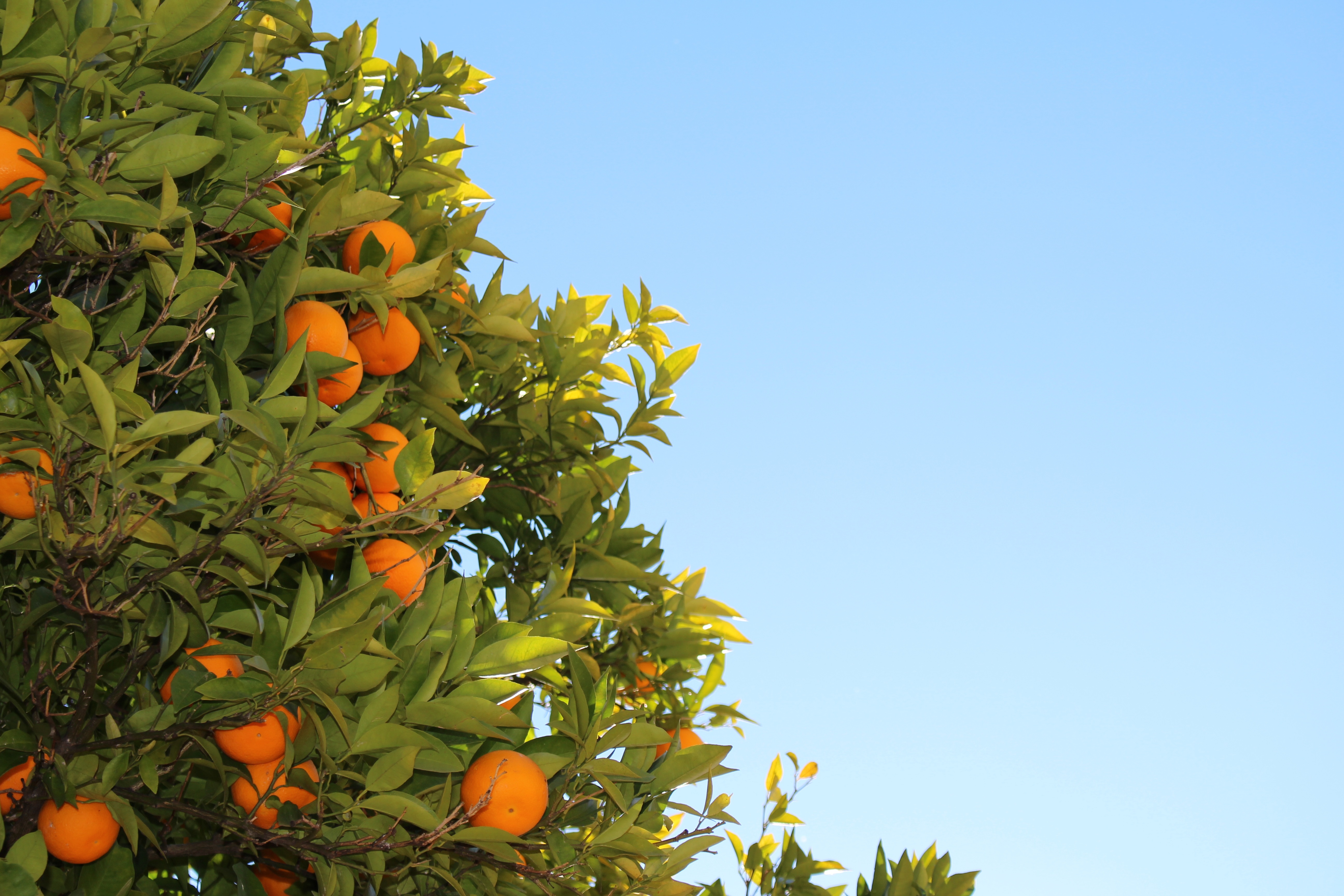 Oranges grow on a tree