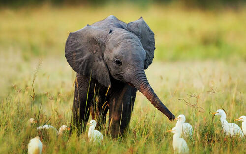 Маленький слоненок играет с птичками