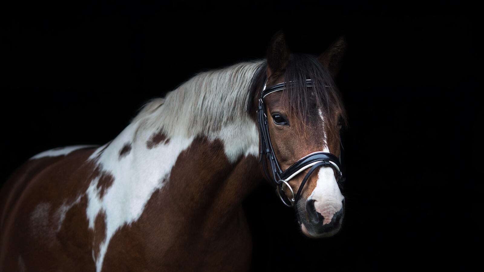 Бесплатное фото Красивый коричневый конь с белыми пятнами и белой гривой