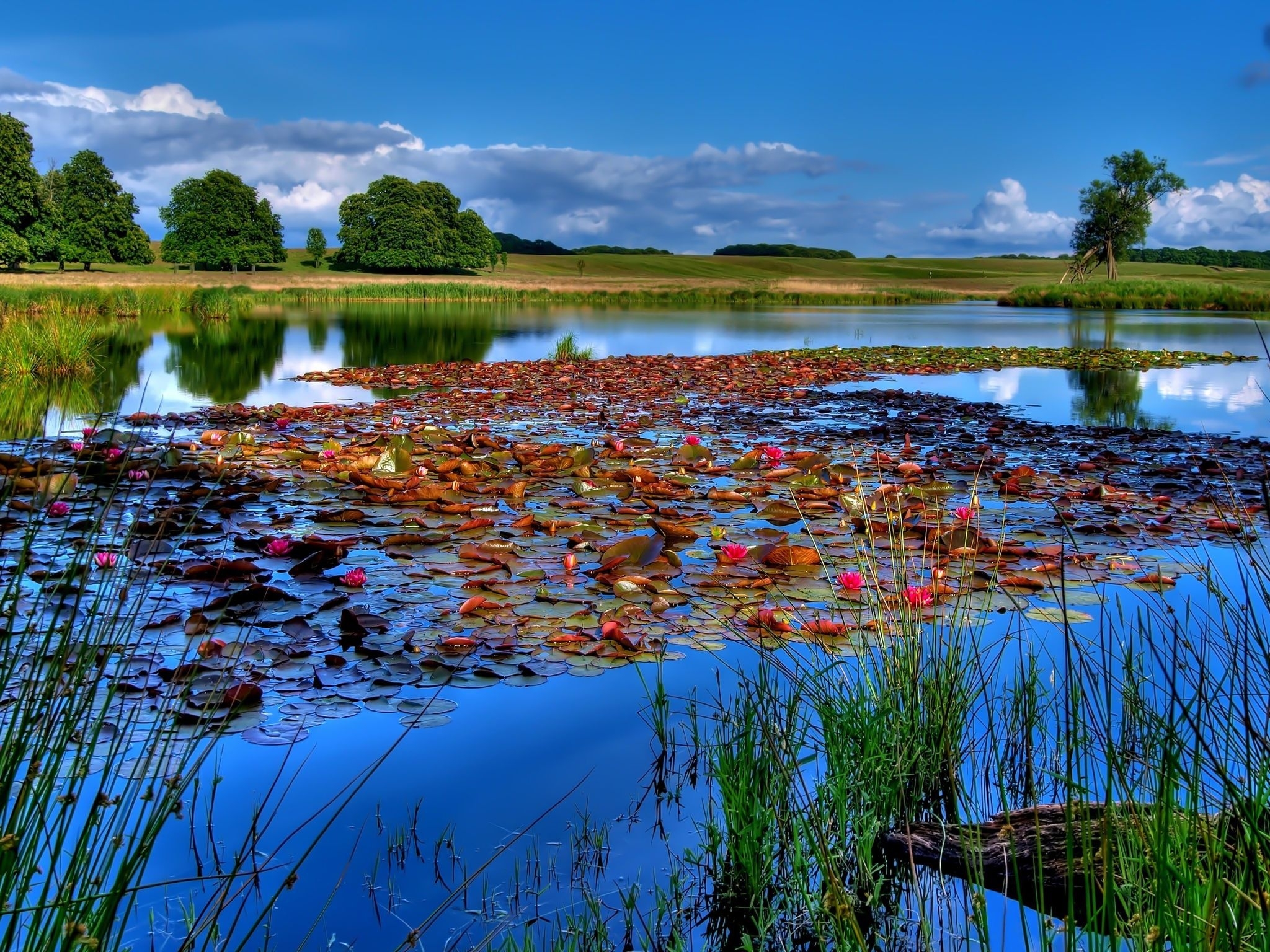 Photo free reservoir, water lilies, coast
