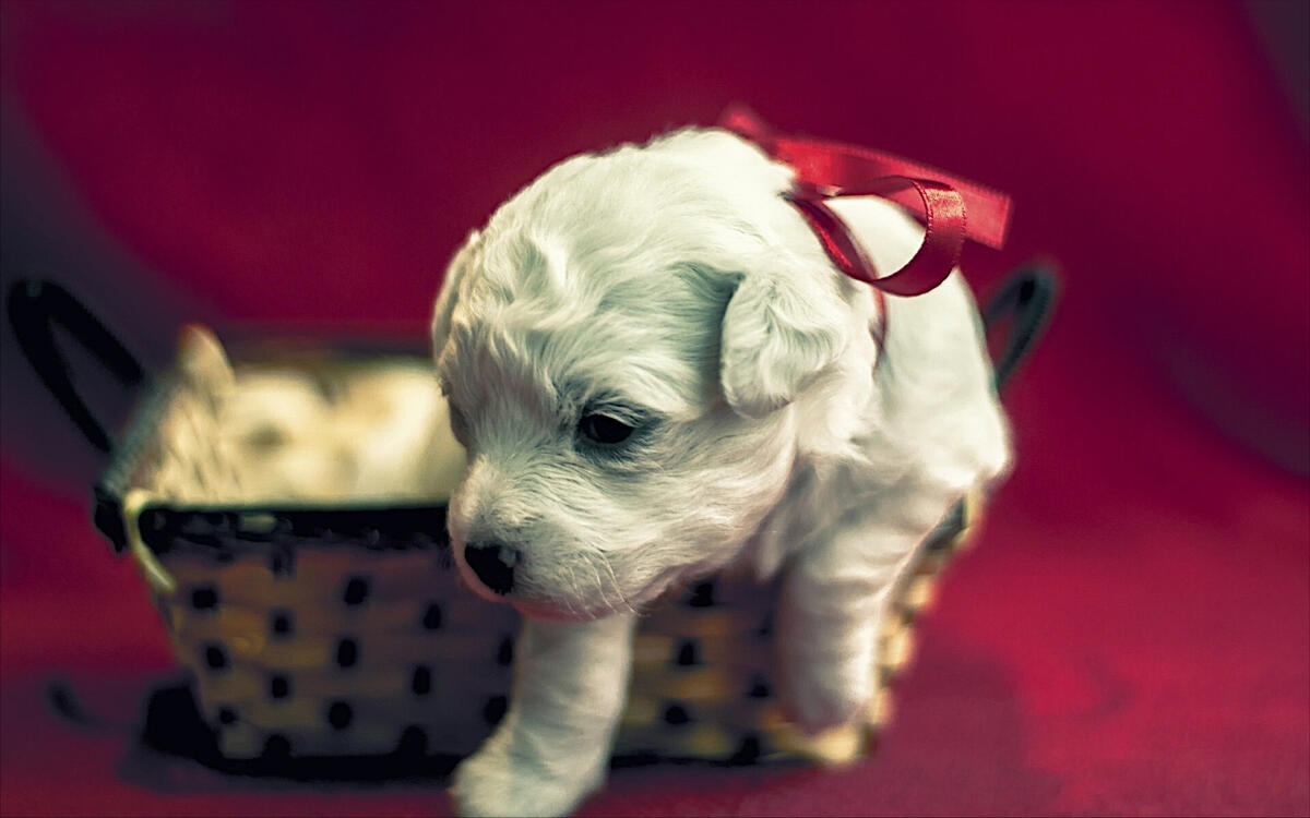 A little white puppy