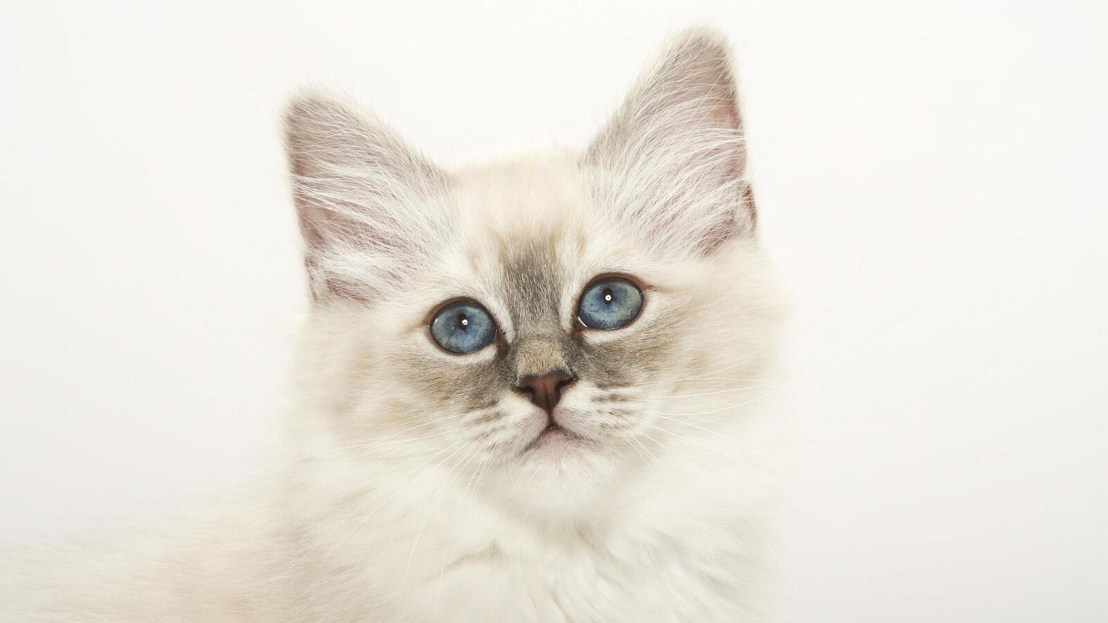 免费照片一只白色的毛茸茸的小猫，脸上带着悲伤的表情。