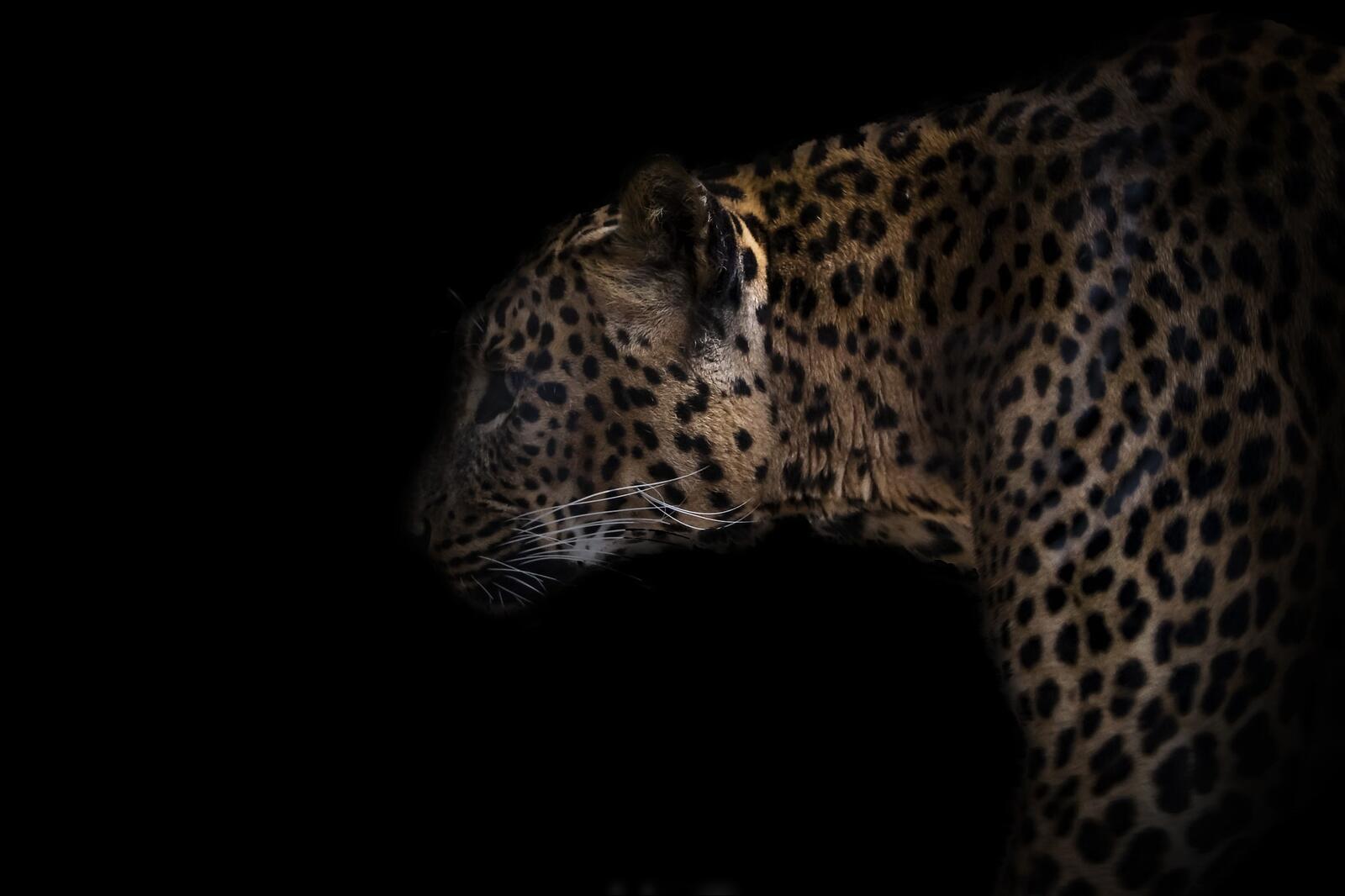 Бесплатное фото Леопард на черном фоне