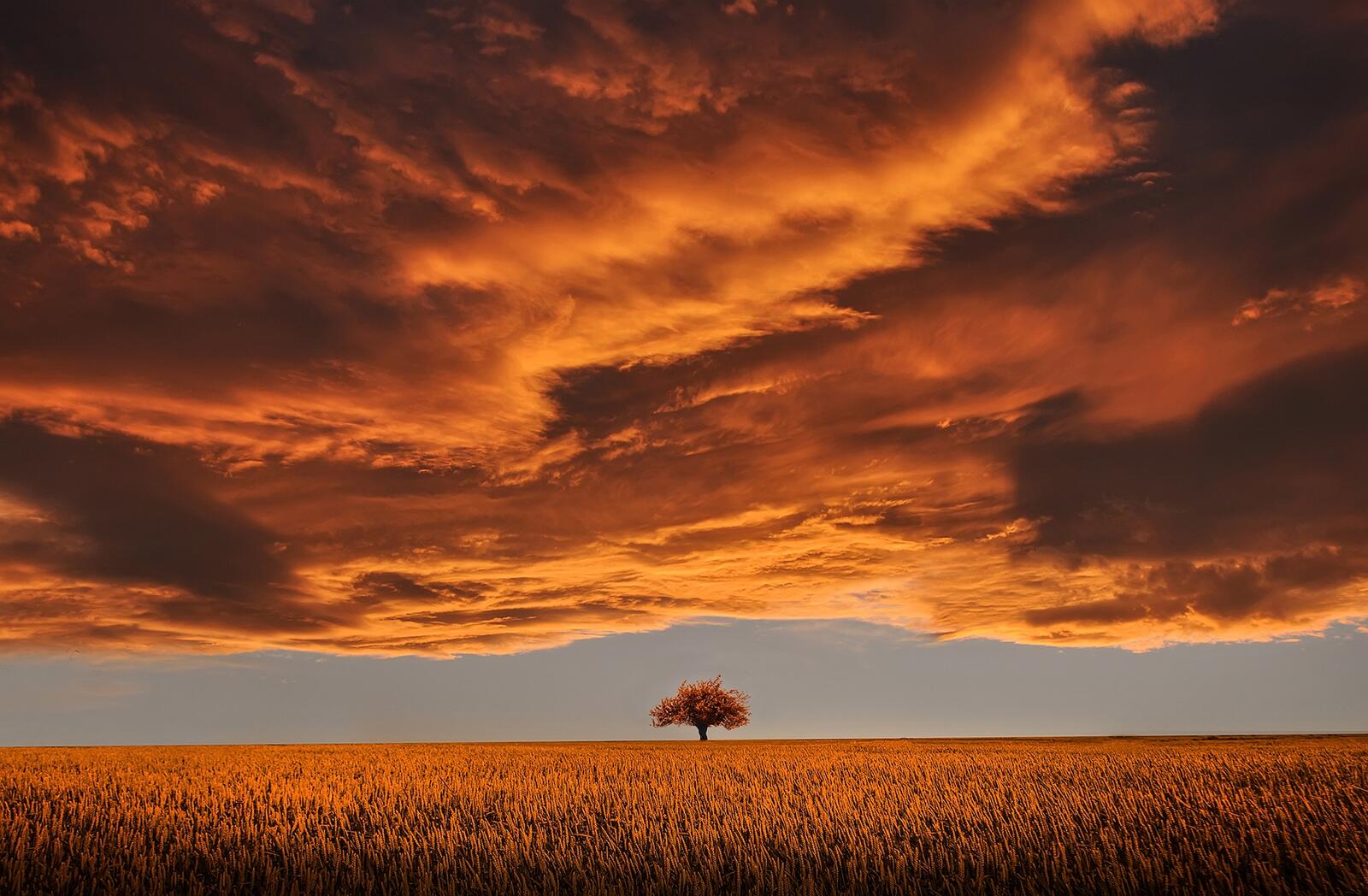 Бесплатное фото Одинокое дерево в Саванне на закате дня с красивом небом