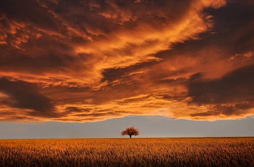 Одинокое дерево в Саванне на закате дня с красивом небом