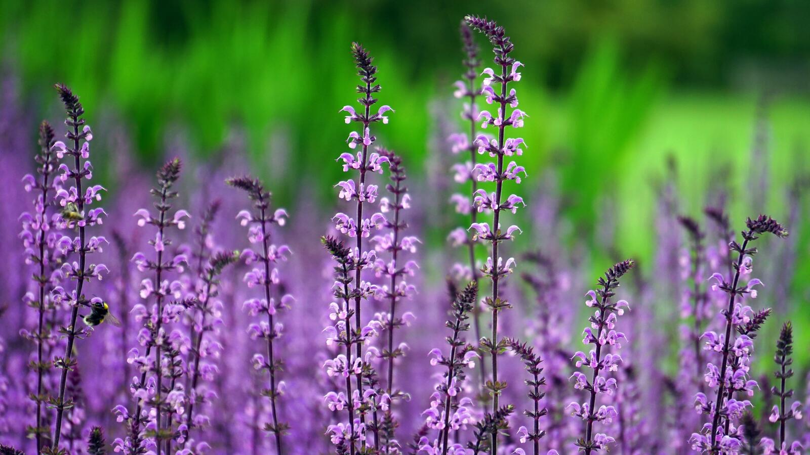 Free photo French lavender shrub