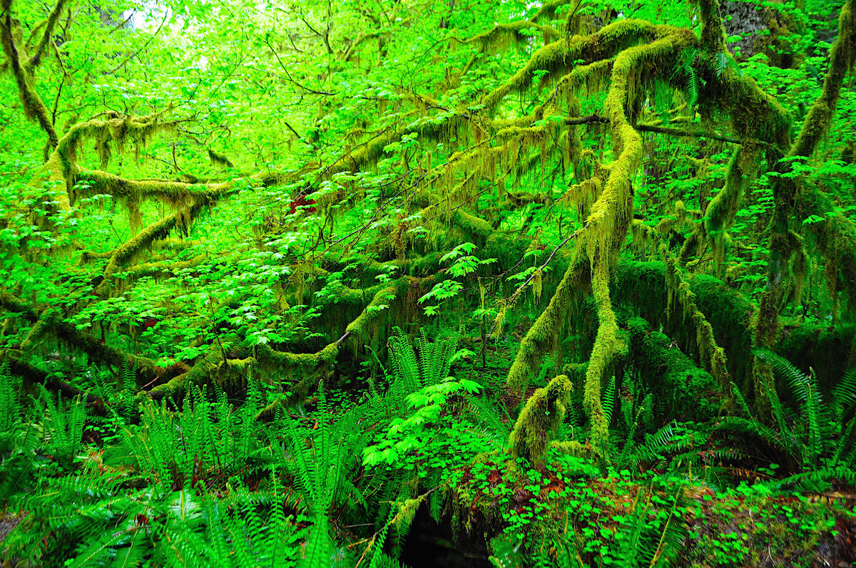 Непроходимый зеленый лес в джунглях