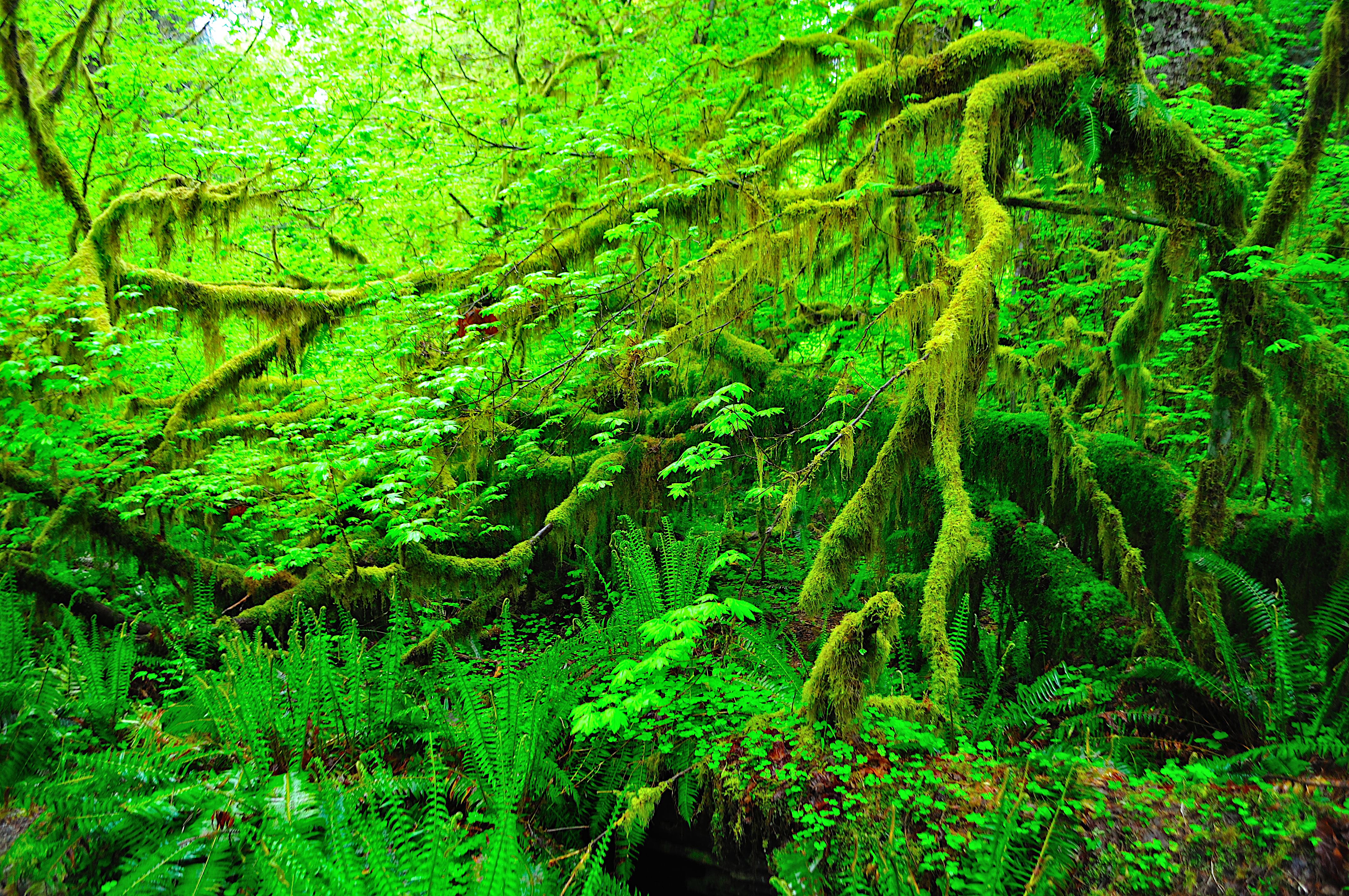 免费照片一个不可逾越的绿色丛林森林