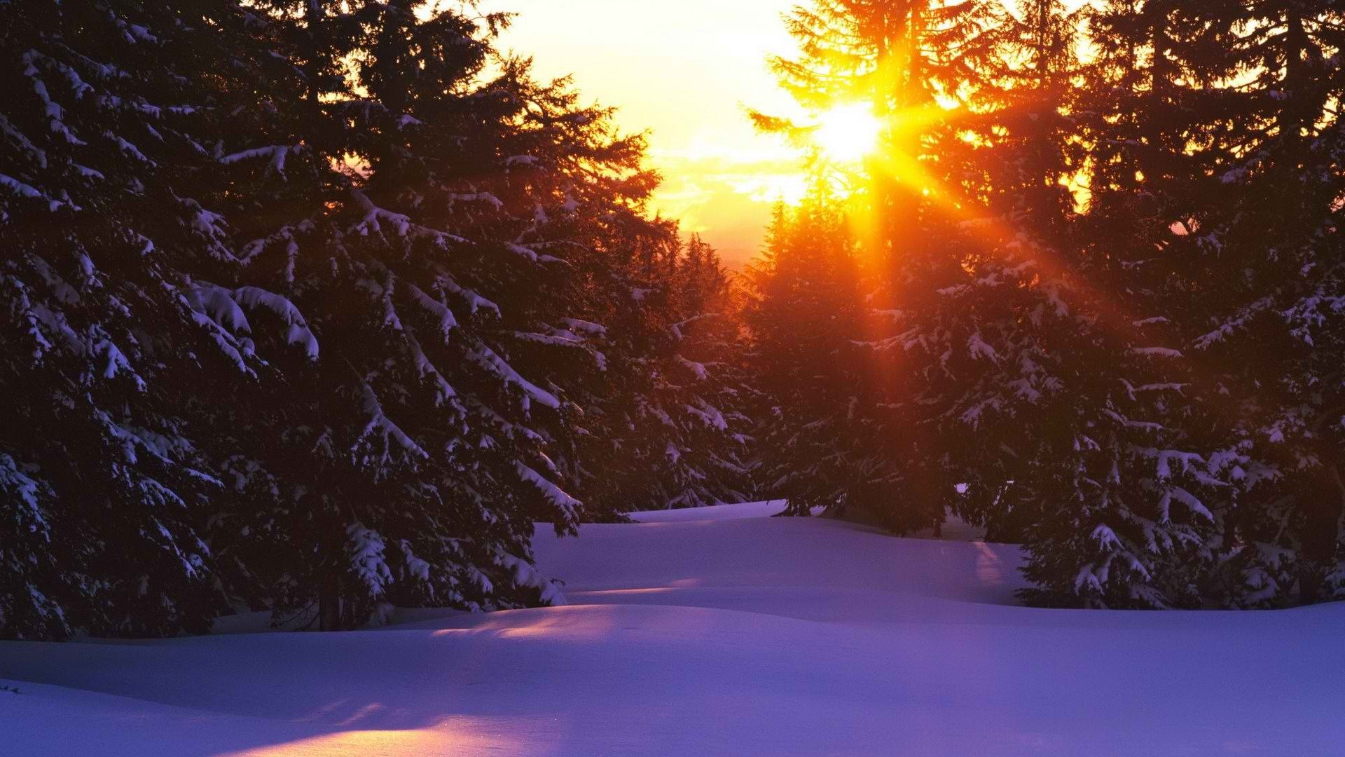 Зимние солнечные лучи пронизывают ветви деревьев в лесу