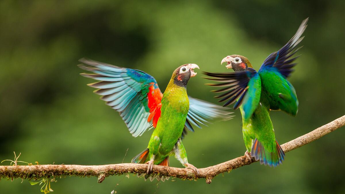 Two parrots are having fun spreading their wings.