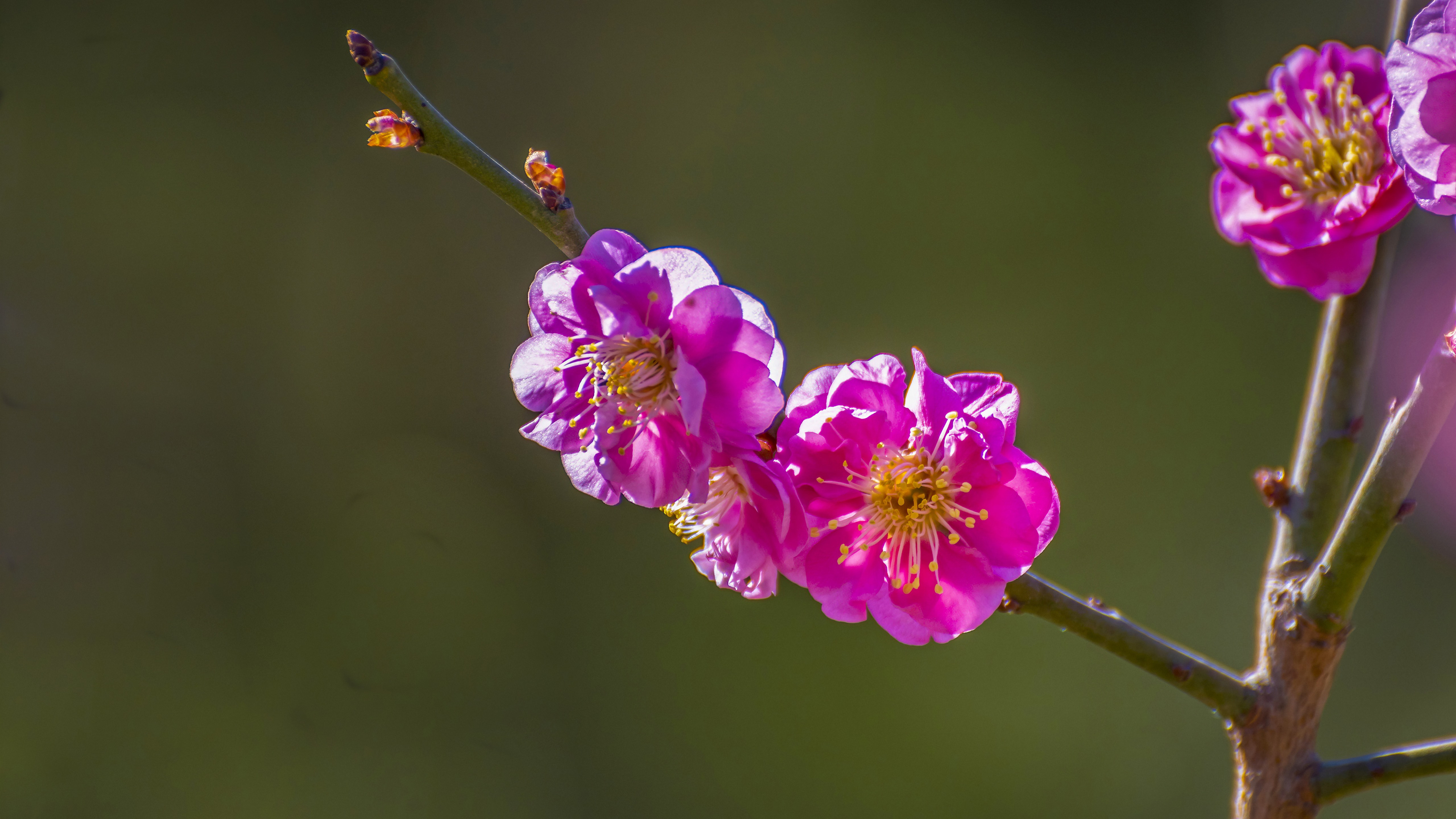 免费照片树枝上鲜艳的粉红色花朵。