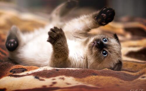 A mischievous Persian kitten lying on her back.