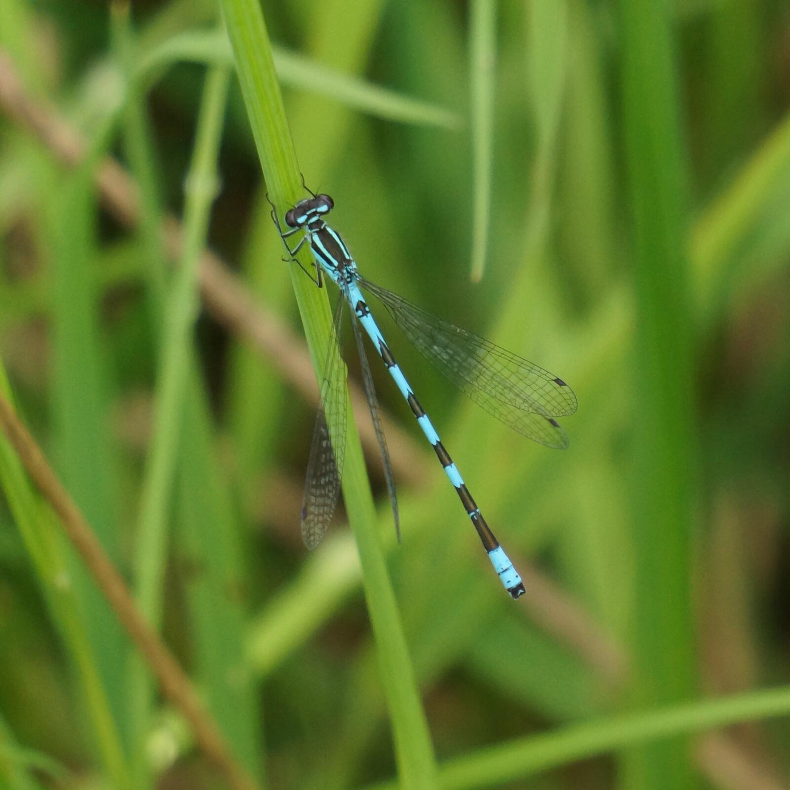 Бесплатное фото Синяя стрекоза на зеленой траве
